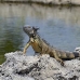 iguana_green_tf_gc_v_0149_cay1066.jpg